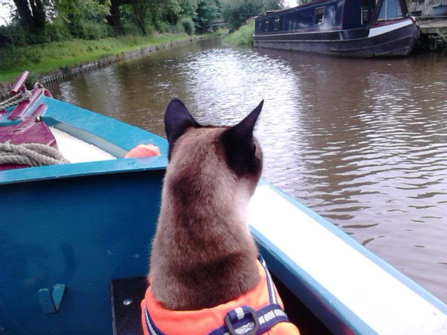 Cat on a Cheshire Cat Holiday. Even cats wear Life Jackets!